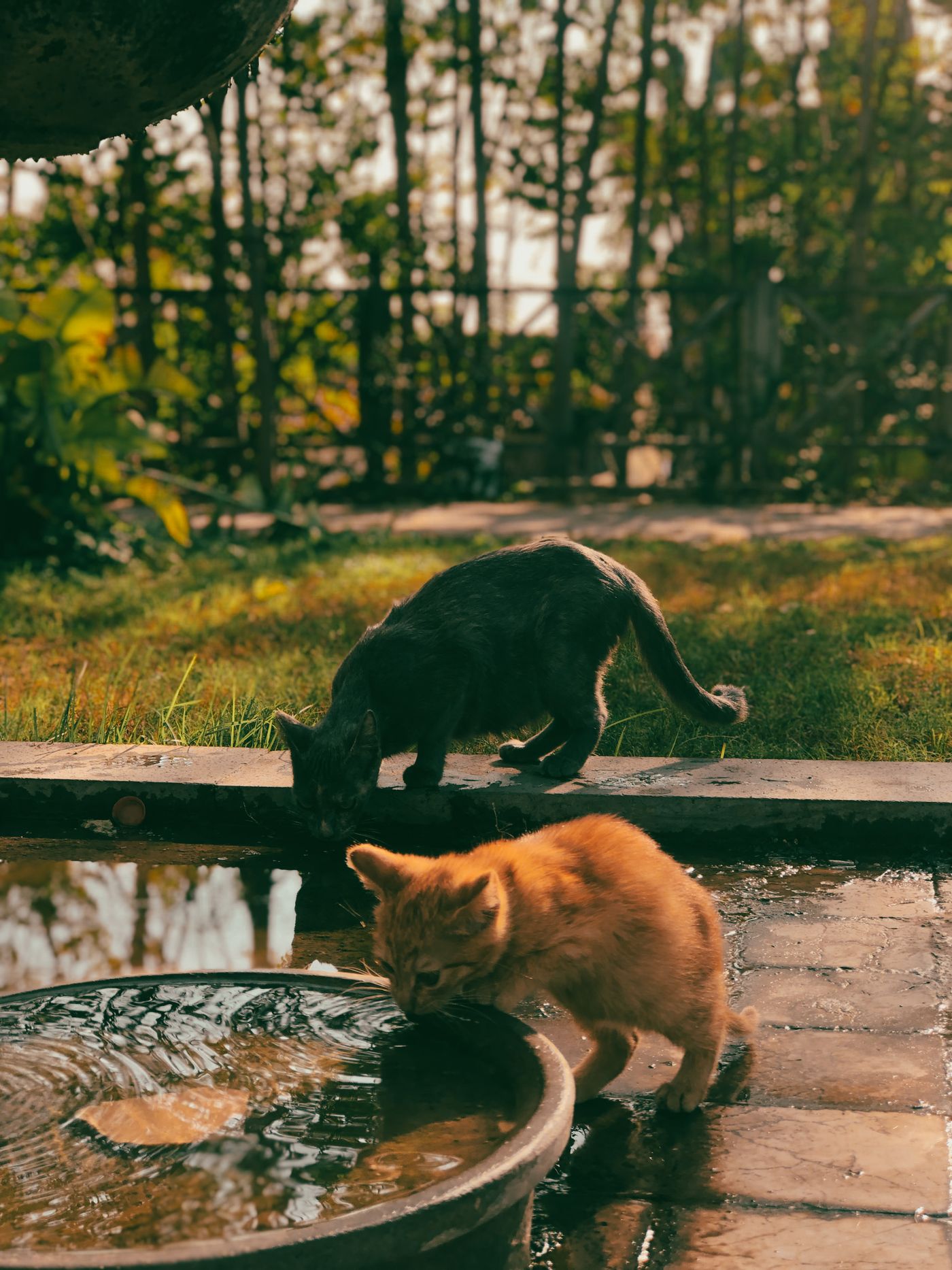 Cats drinking fresh water