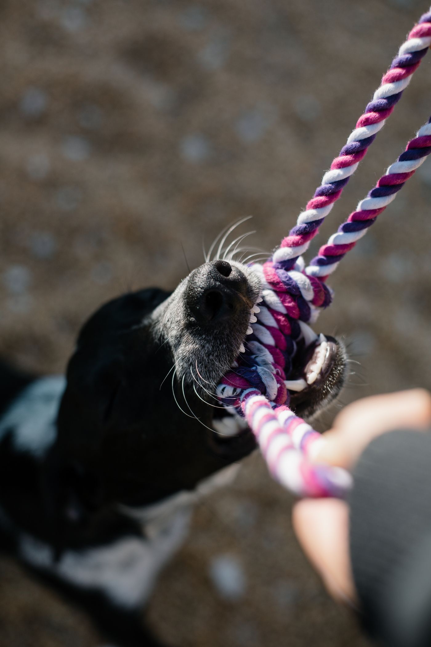 Dog with toy