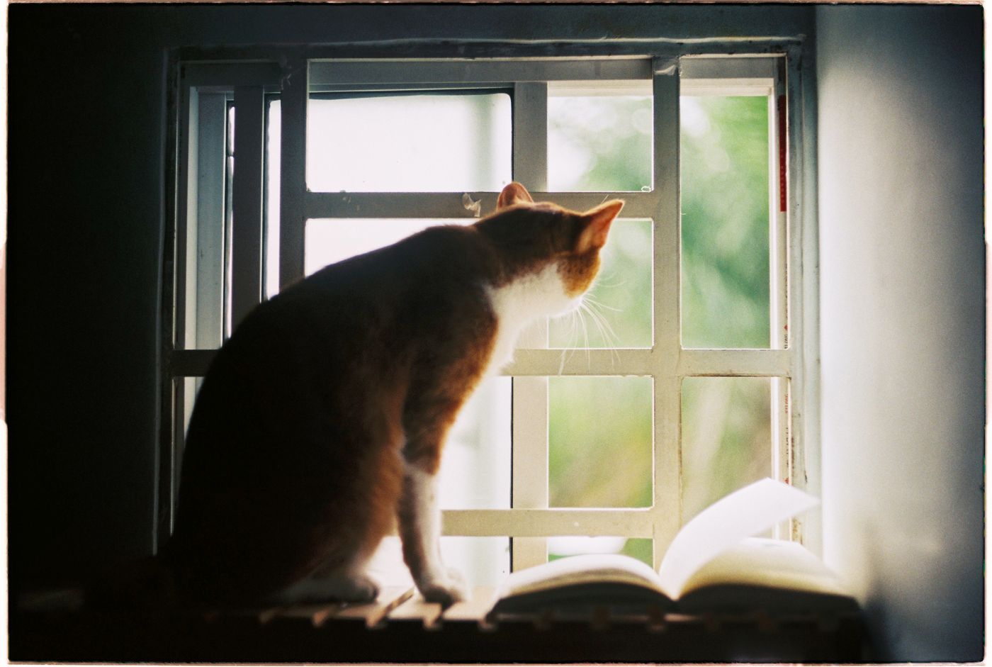 Cat by window