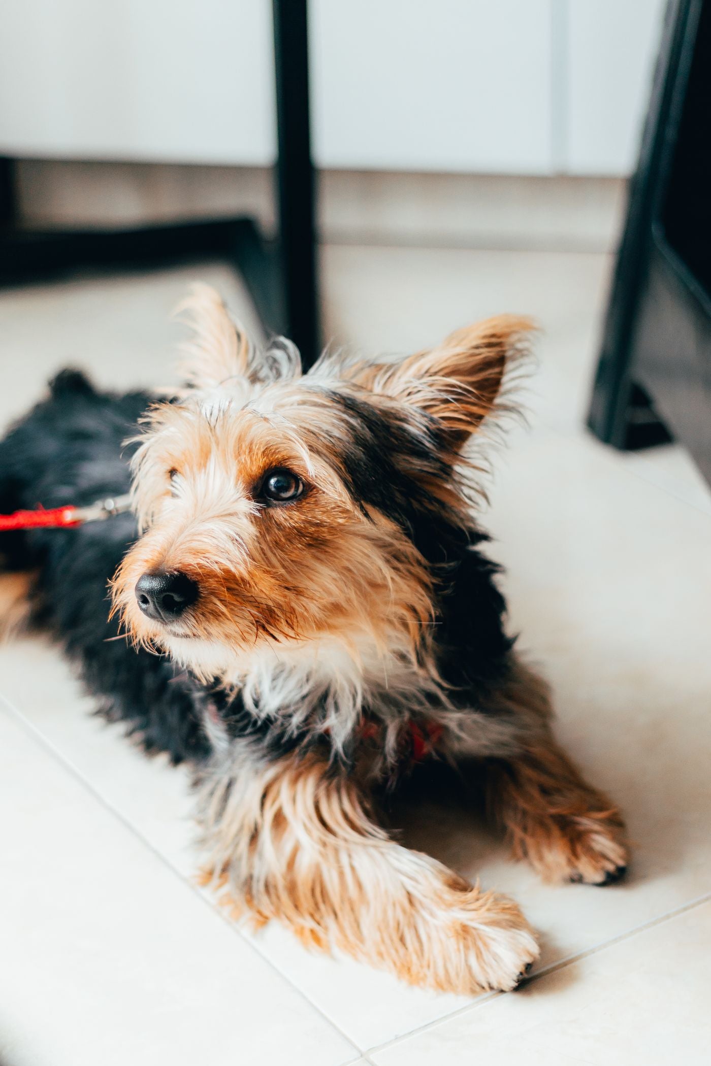 Small dog resting on the floor