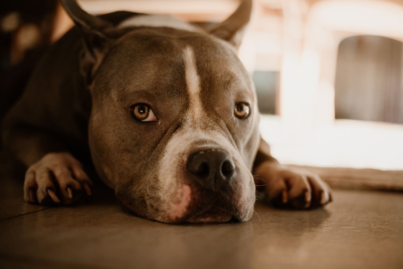 Relaxed dog resting at home