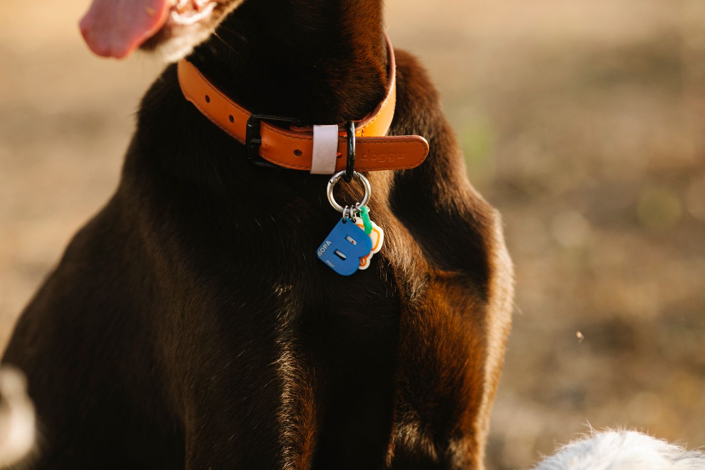 Dog wearing a collar outdoors in sunlight