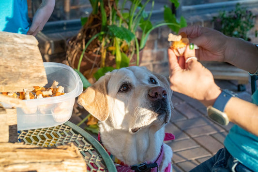 Owner giving treat to dog