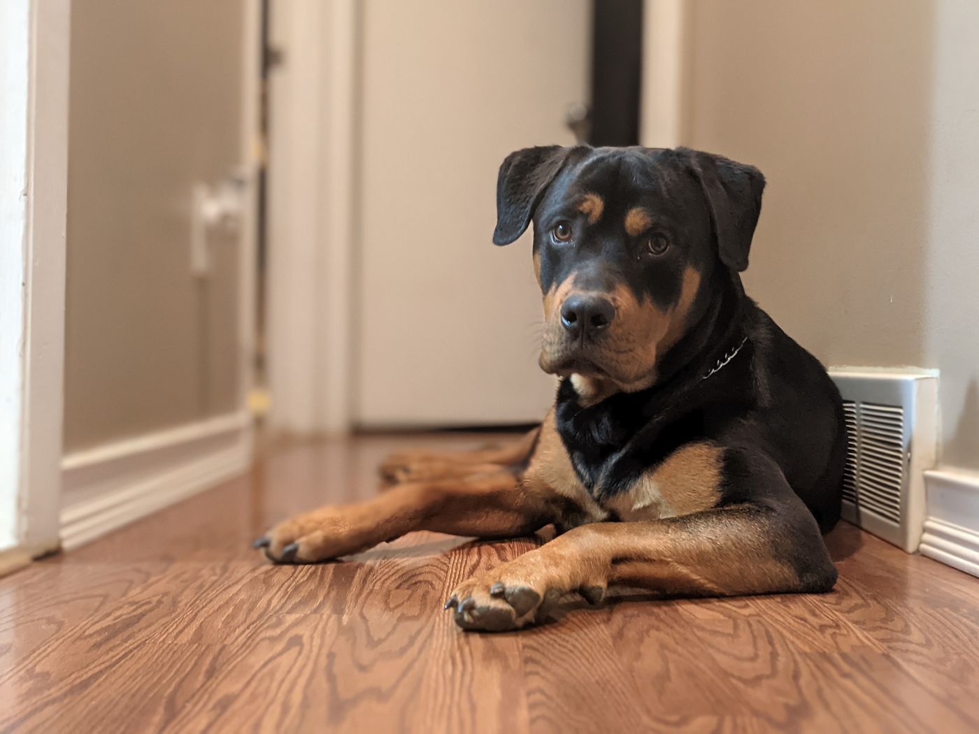 Dog resting