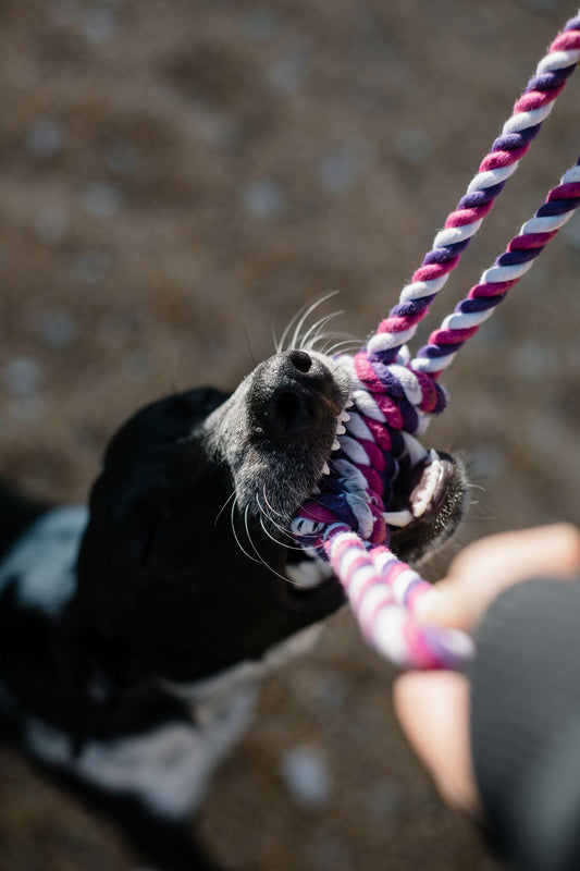 Dog playing with a toy