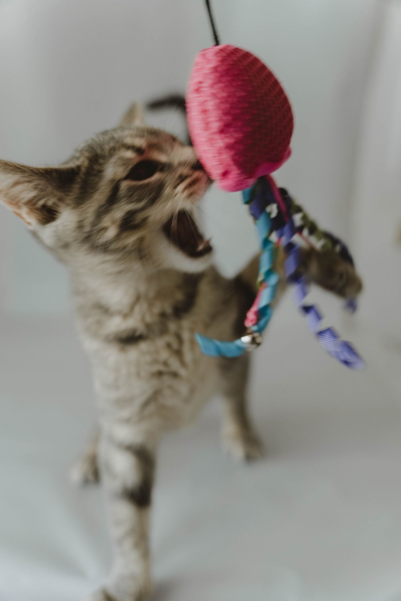 Cat playing with a toy