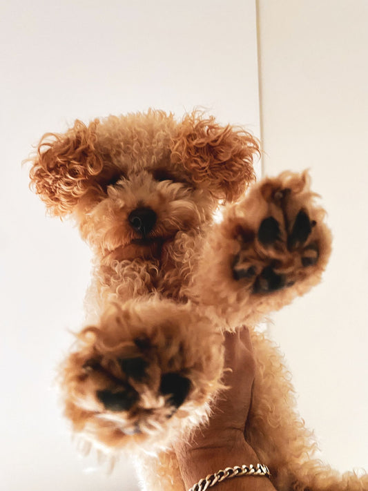 Fluffy dog