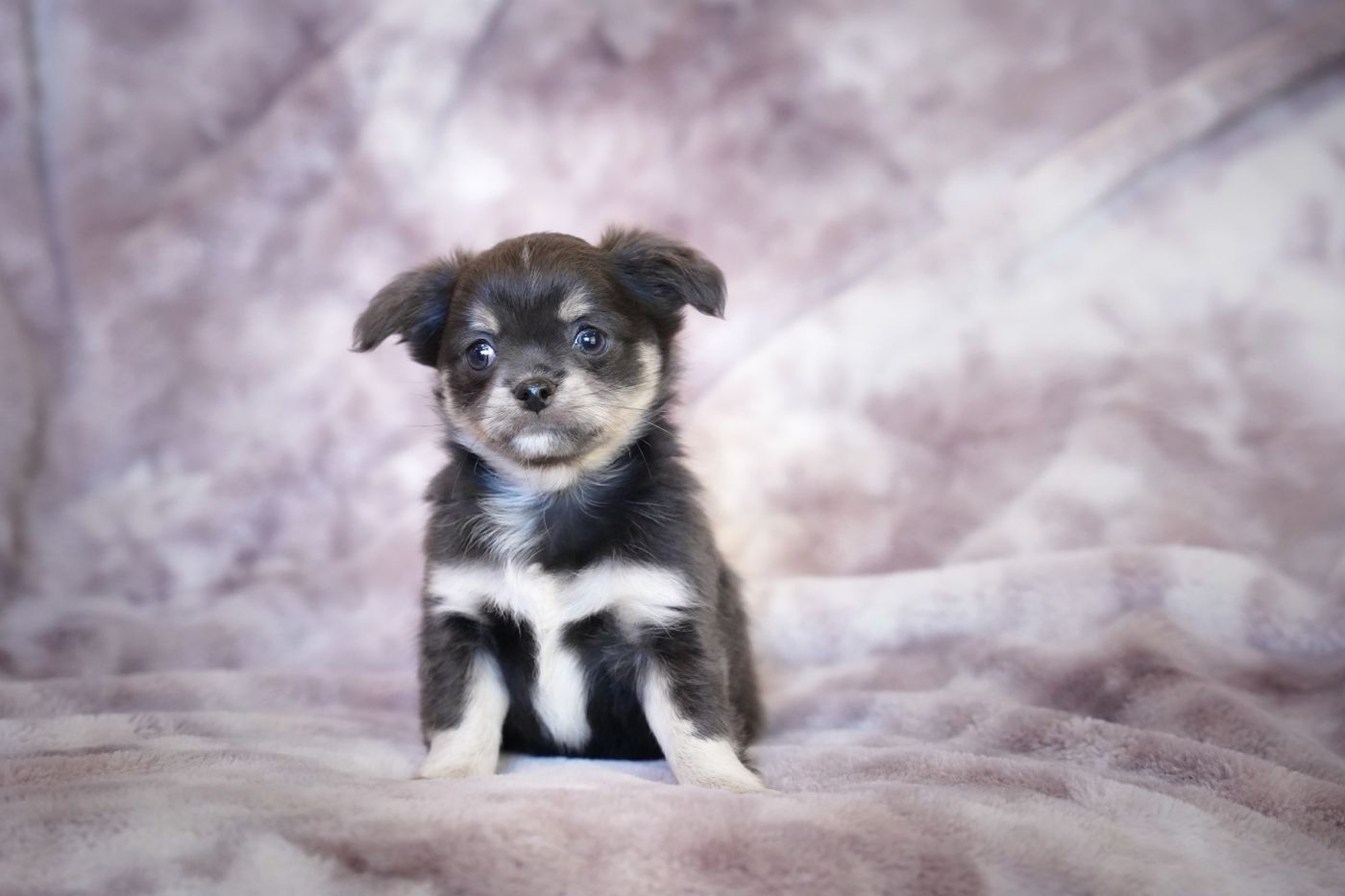 Playful puppy