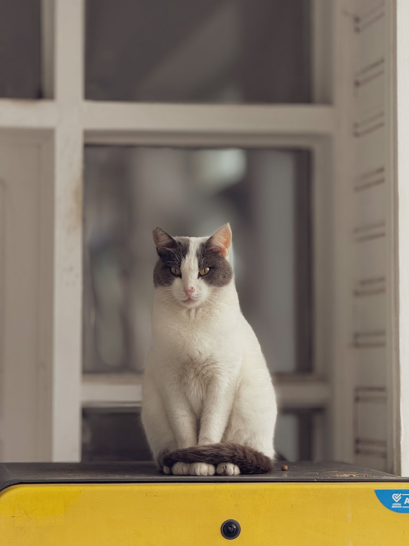 Calm cat relaxing indoors
