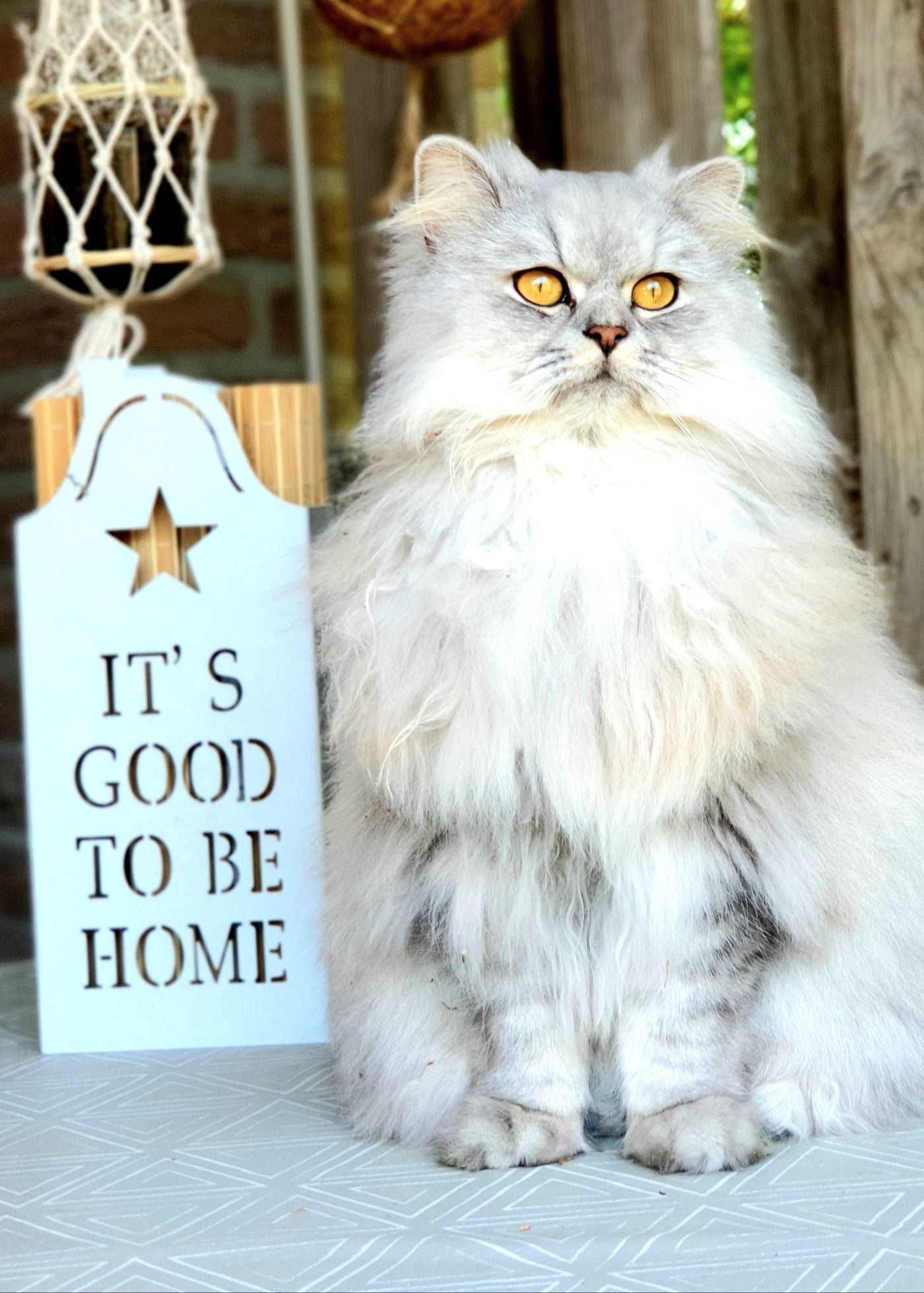 Cat sitting calmly by a sunny window