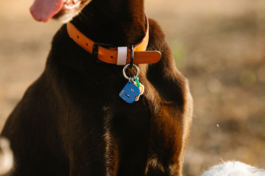 Dog wearing collar