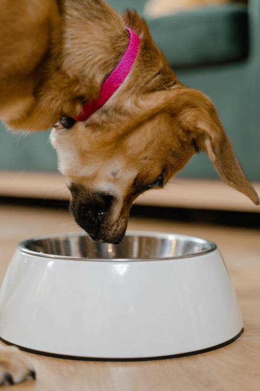 Pet feeding bowl