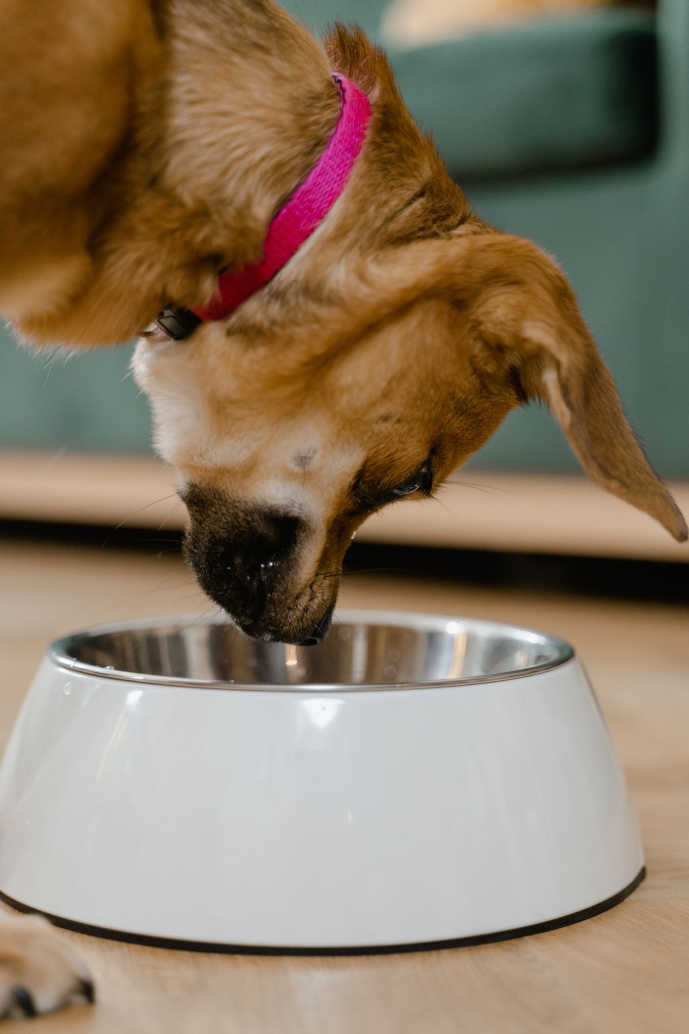 Pet feeding bowl