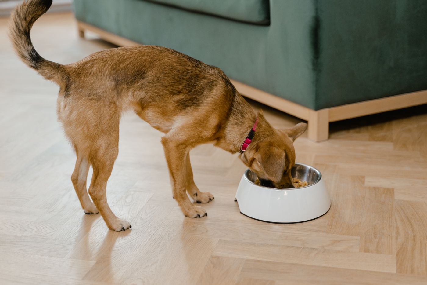 Dog eating from a bowl