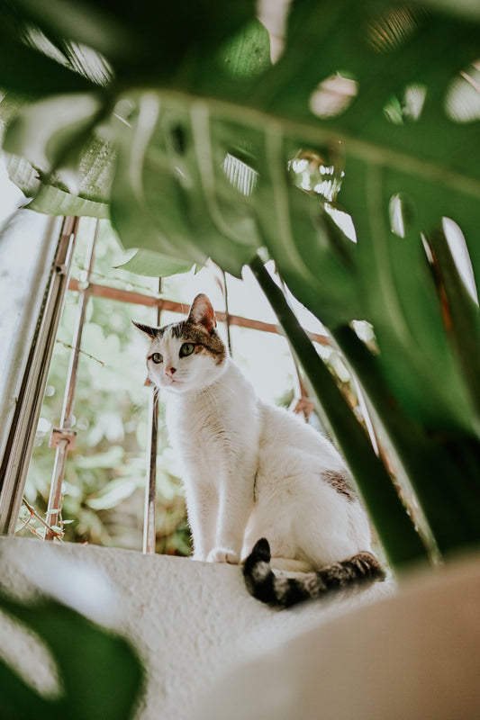 Tabby cat sitting by a window