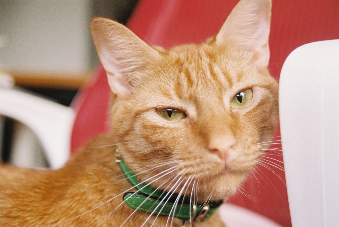 Well-groomed cat with a collar