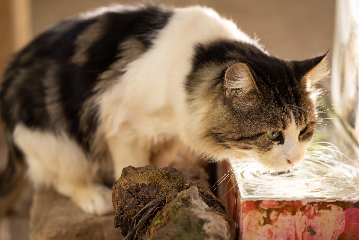 Cat drinking fresh flowing water